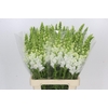 Antirrhinum Potomac Early White