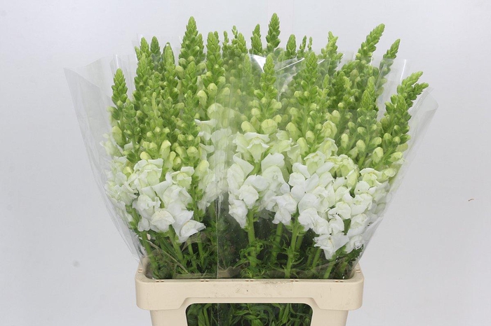 <h4>Antirrhinum Potomac Early White</h4>