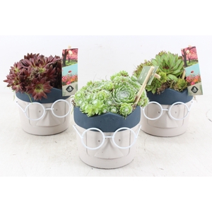 arr4 Semp JS - Ker. face glasses crown x6