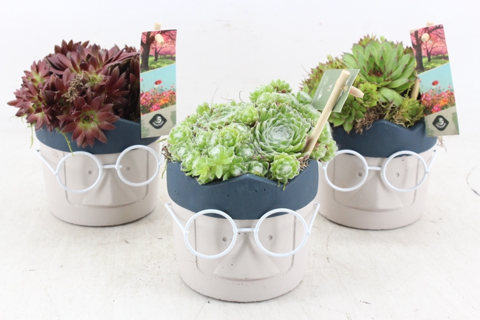 <h4>arr4 Semp JS - Ker. face glasses crown x6</h4>