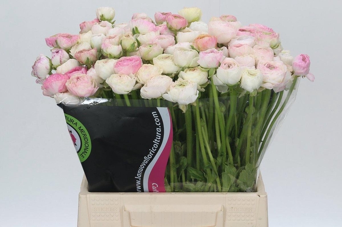 <h4>RANUNCULUS OV</h4>