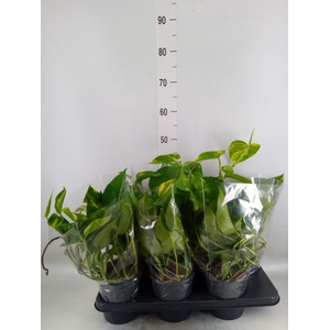 Epipremnum pinn. 'Aureum'