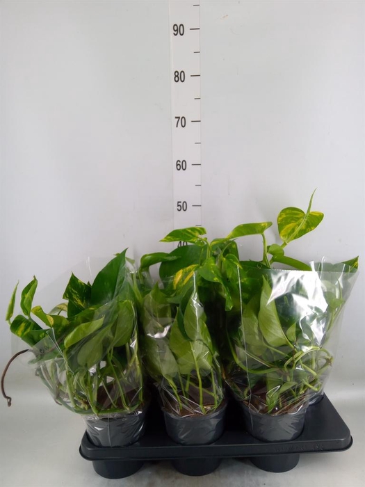 <h4>Epipremnum pinn. 'Aureum'</h4>