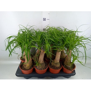 Beaucarnea recurvata