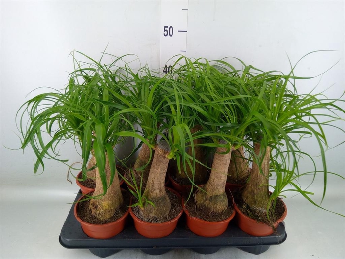 <h4>Beaucarnea recurvata</h4>