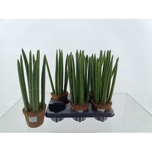 Sansevieria Cylindrica 12Ø 40cm