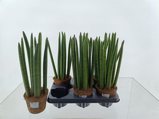 Sansevieria Cylindrica 12Ø 40cm