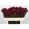 Leucadendron Blush Spray