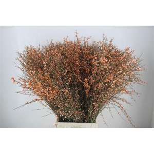 Ginster 400gr Orange P Bunch