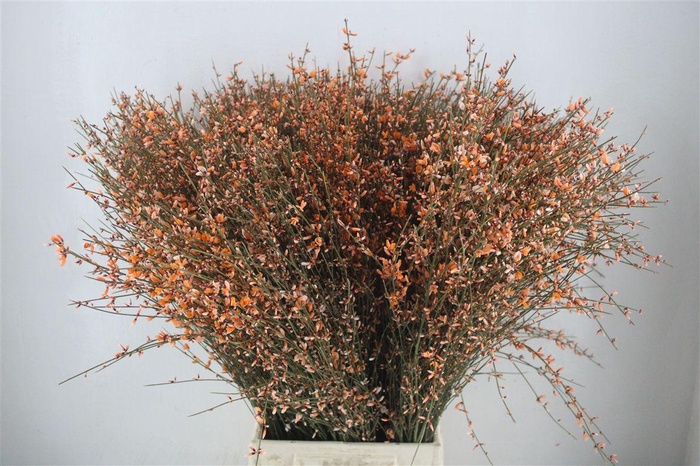 <h4>Ginster 400gr Orange P Bunch</h4>