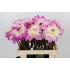 Dahlia Luca Johanna
