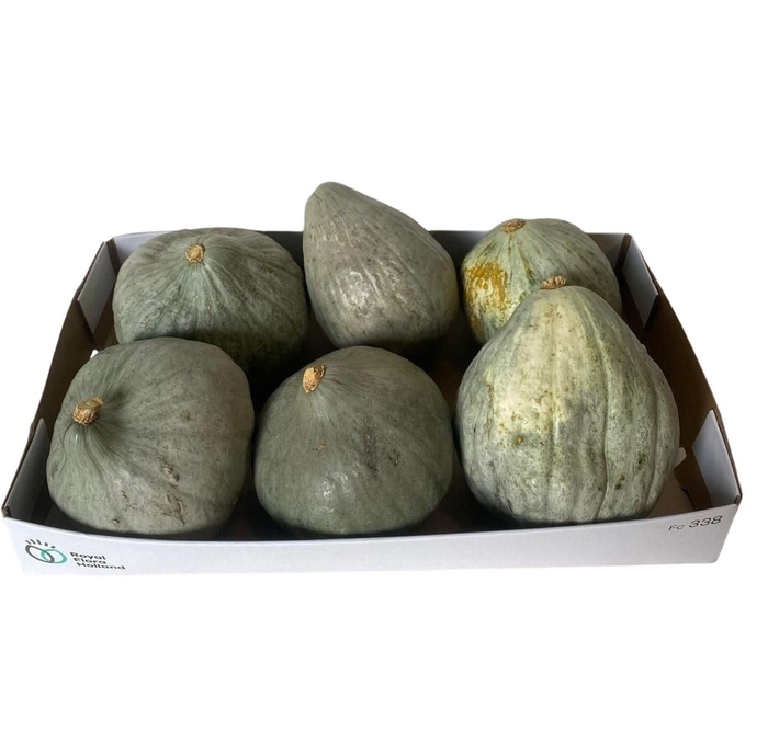 <h4>Cucurbita maxima 'Blue Hubbard'</h4>