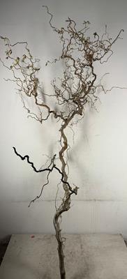 Corylus (6-jarig) Grillig