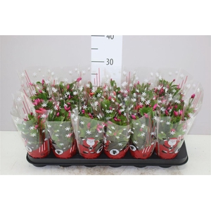 Schlumbergera Rood 20+