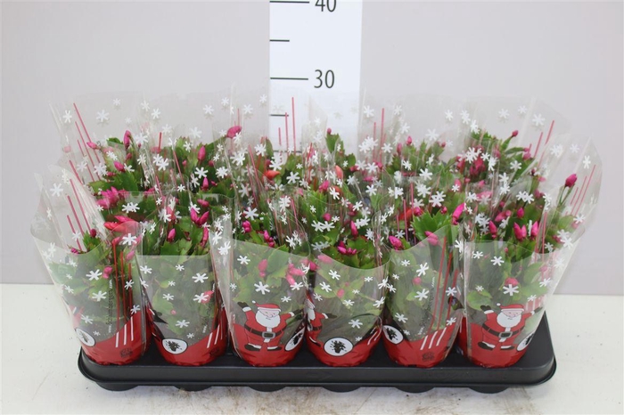 <h4>Schlumbergera Rood 20+</h4>