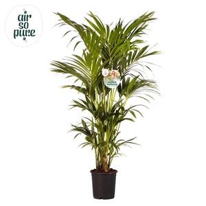 KENTIA - P24 H160 - 8PP - Air So Pure (Howea forsteriana)