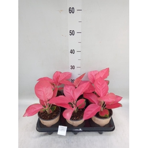 Aglaonema   ...