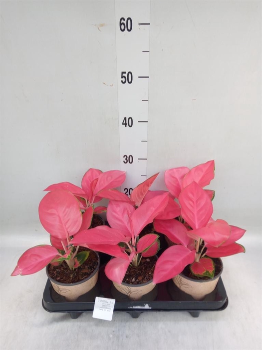 <h4>Aglaonema   ...</h4>