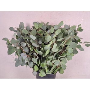 Eucalyptus Populus Bs 300g