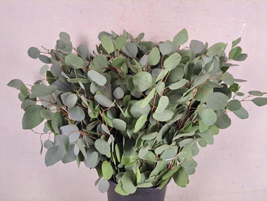 <h4>Eucalyptus Populus Bs 300g</h4>