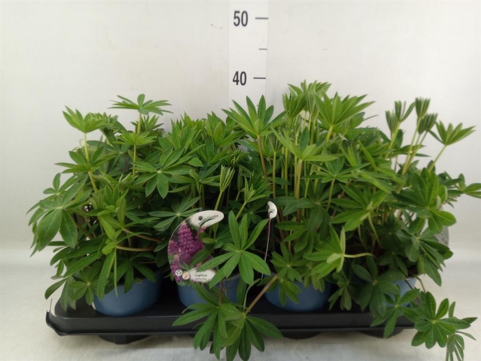 <h4>Lupinus   ...</h4>