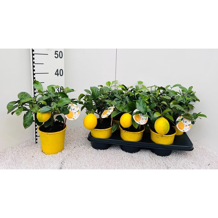 <h4>CITR MEYERI MEYER</h4>