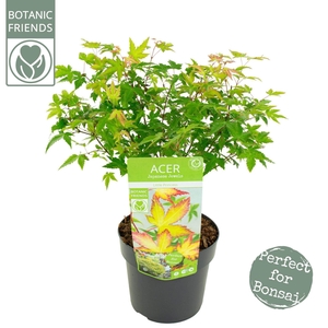 Acer palmatum Little Princess