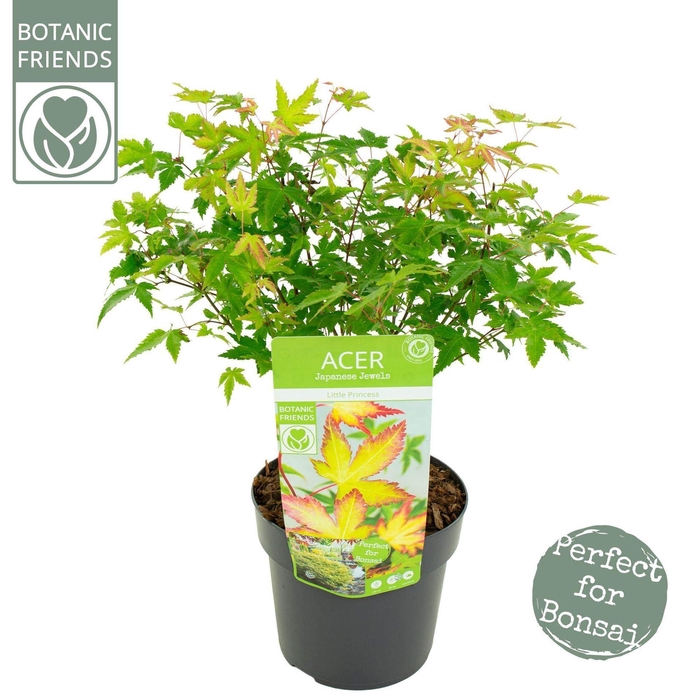 <h4>Acer palmatum Little Princess</h4>