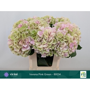 Hydrangea  'Verena'  CL