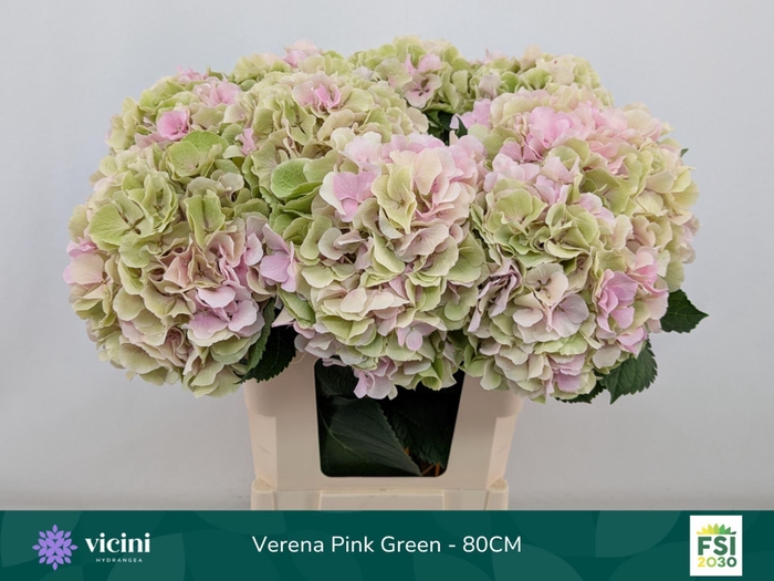 <h4>Hydrangea  'Verena'  CL</h4>