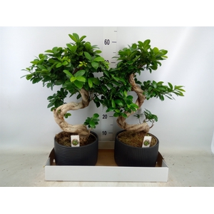 Ficus microcarpa 'Ginseng'