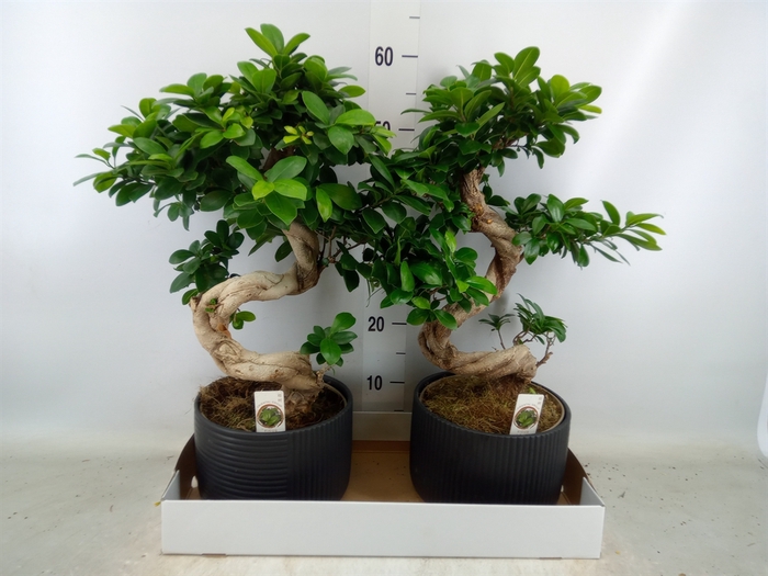 <h4>Ficus microcarpa 'Ginseng'</h4>