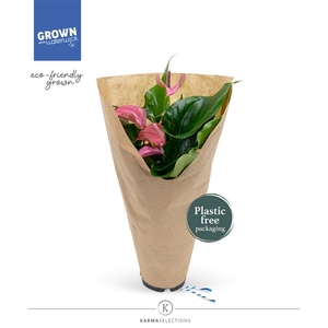 Anthurium - KARMA Joli | 12cm | ECO/KRAFT SLEEVE