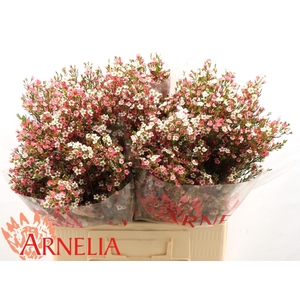 Chamelaucium my sweet 16