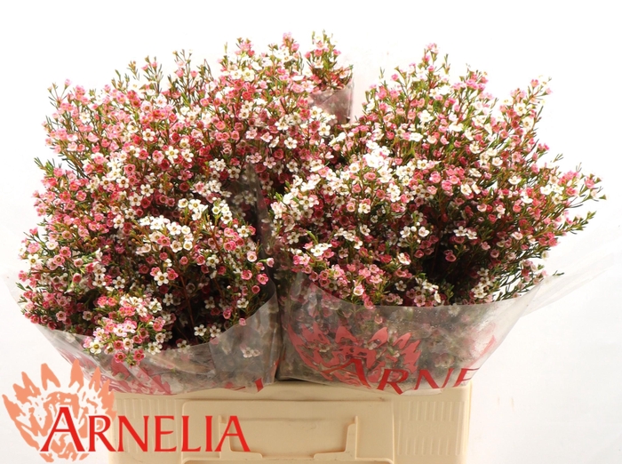 <h4>Chamelaucium my sweet 16</h4>