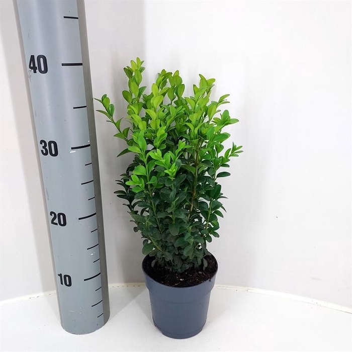 <h4>Buxus sempervirens</h4>