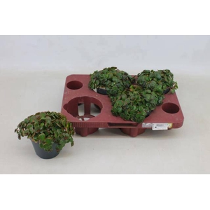 SEDUM MA TORNADO