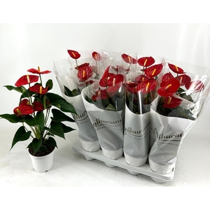 ANTHU AN RED CHAMPIO