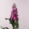 Matthiola Iron Cherryblossom