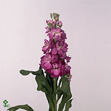 Matthiola Iron Cherryblossom
