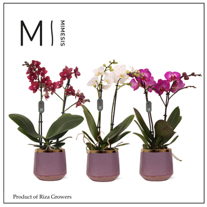 Phalaenopsis Multi Mix 2 spike – 12cm in Celeste | Mimesis