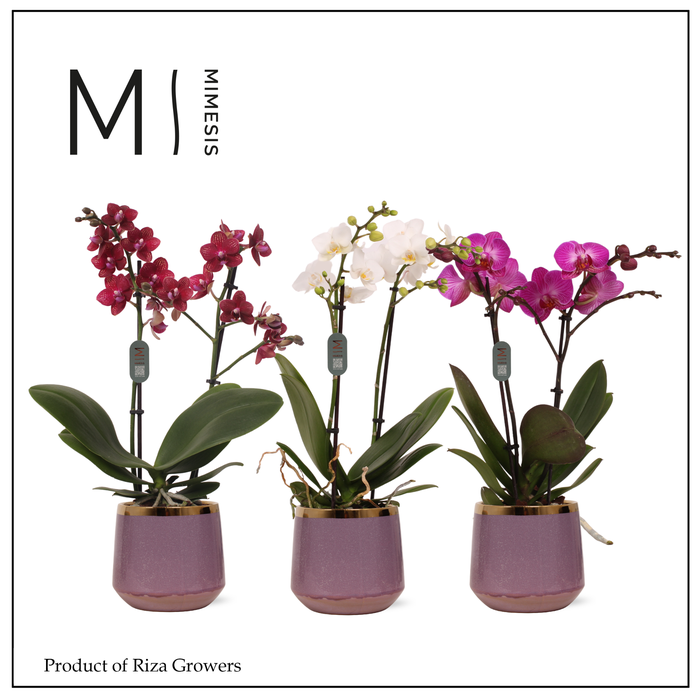 <h4>Mimesis Phal. Multi Mix - 2 spike 12cm in Celeste Ceramic</h4>
