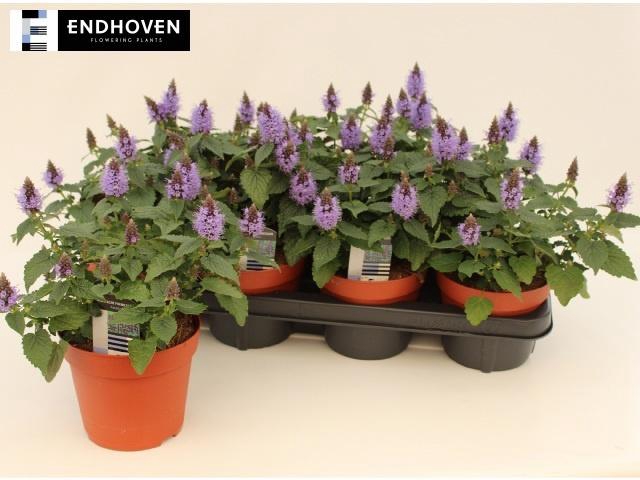 <h4>AGAS ASTELLO INDIGO</h4>