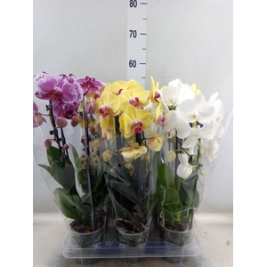 Phalaenopsis  'Elegant Cascade'