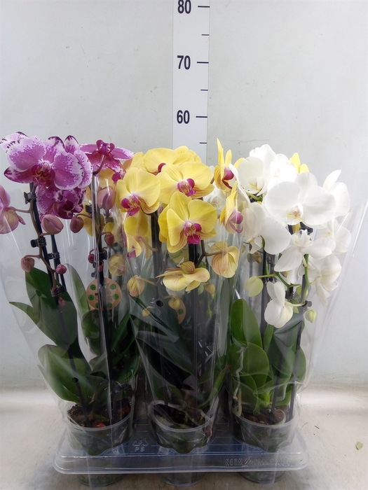 <h4>Phalaenopsis  'Elegant Cascade'</h4>