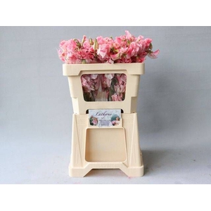 LATHYR PINK WEDDING