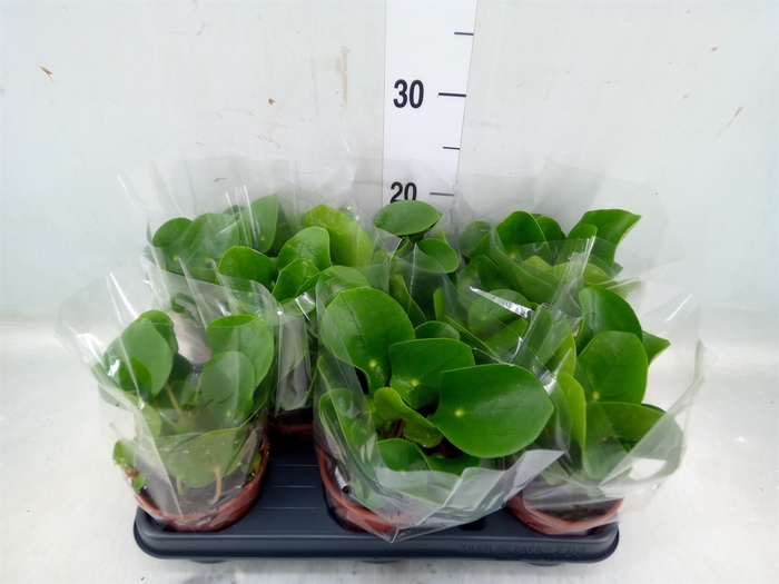 <h4>Pilea peperomoides</h4>