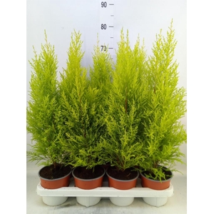 Cupressus macro. 'Goldcrest Wilma'