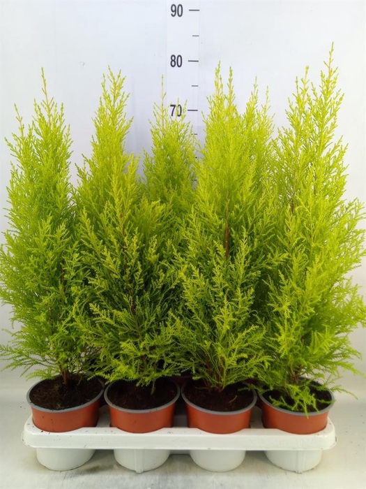<h4>Cupressus macro. 'Goldcrest Wilma'</h4>