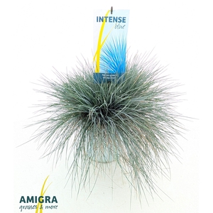 Festuca glauca Intense Blue®